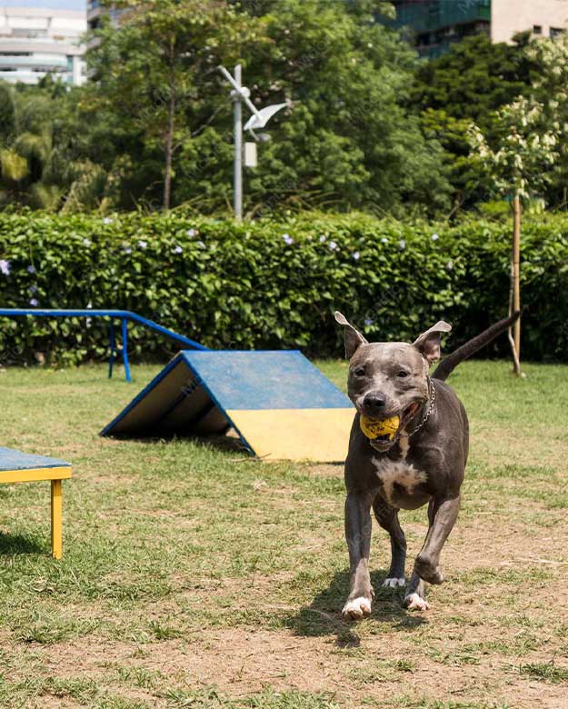 seperate parks for animal